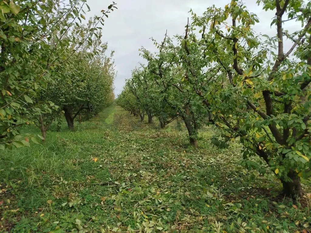 101 sot Torpaq Satılır, Quba — Torpaq, Quba (6)