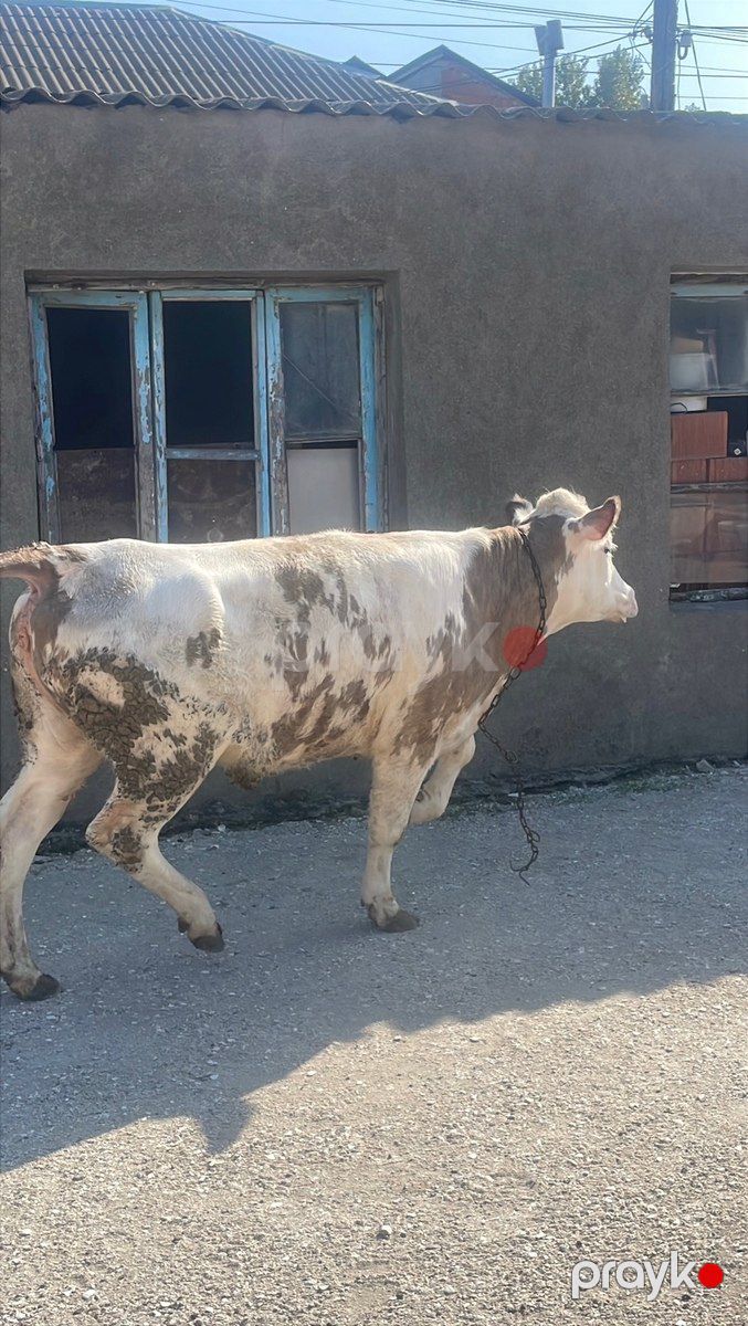 Düyələr — Kənd təsərrüfatı heyvanları, Bakı (9)