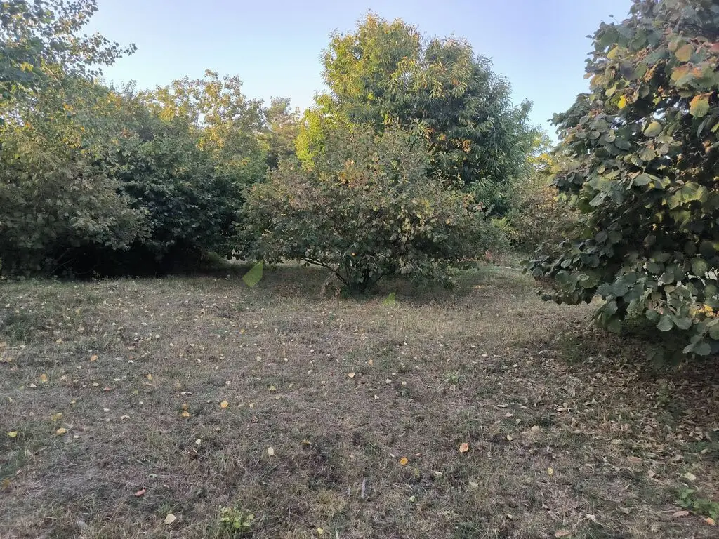 21 sot Torpaq Satılır, Qəbələ — Torpaq, Qəbələ (8)