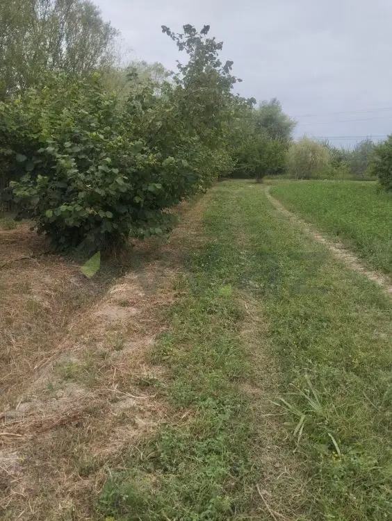157 sot Torpaq Satılır, Xaçmaz — Torpaq, Xaçmaz (7)