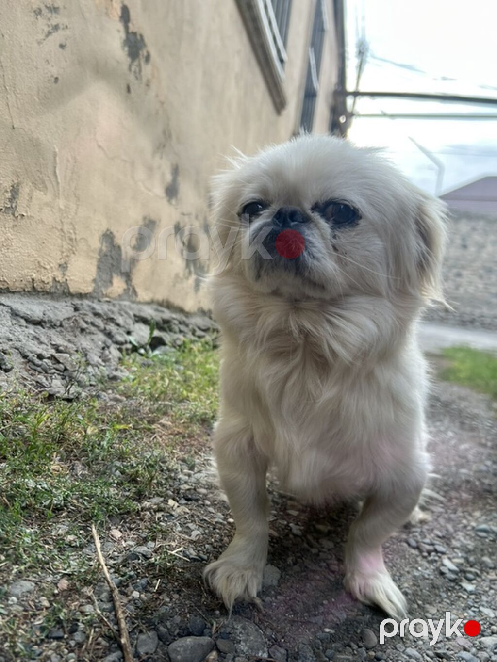 Pekines, 2 il, Erkək — Köpəklər, Gəncə (2)
