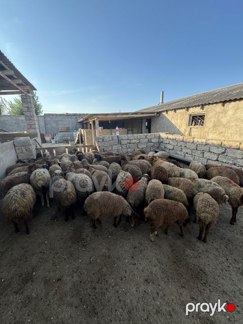 Quzular — Bakı