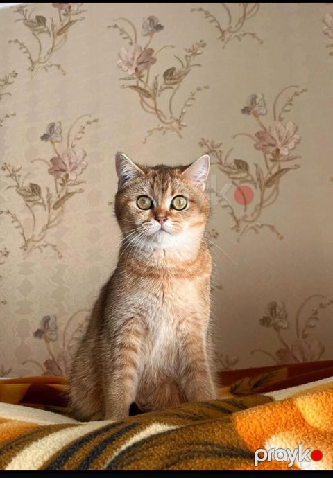 Qızılı şinşilla — Bakı