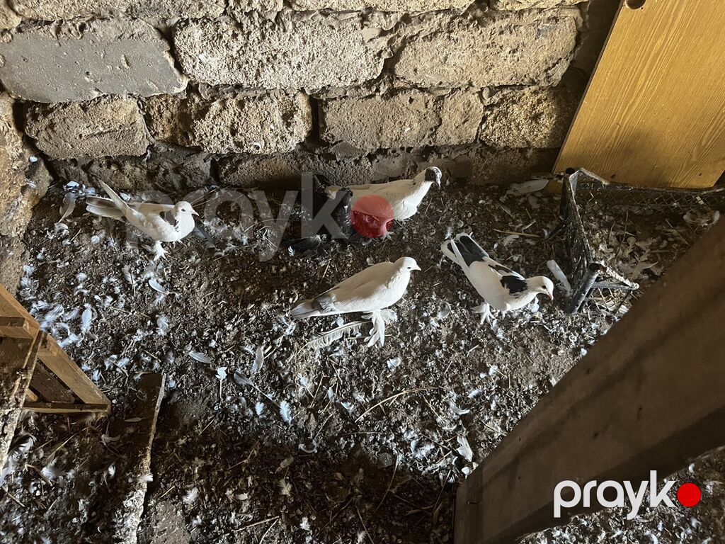 Lələkli nişanlı quşlardı cütlərdə var içində — Göyərçin, Digah (3)