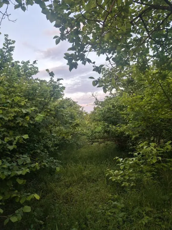 26 sot Torpaq Satılır, Xaçmaz — Torpaq, Xaçmaz (6)