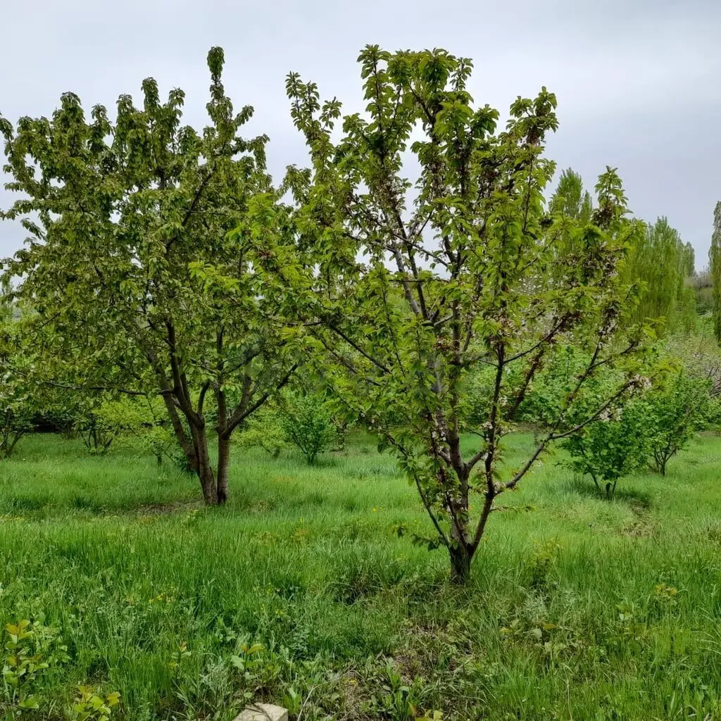 12 sot Torpaq Satılır, Qusar — Torpaq, Qusar (3)