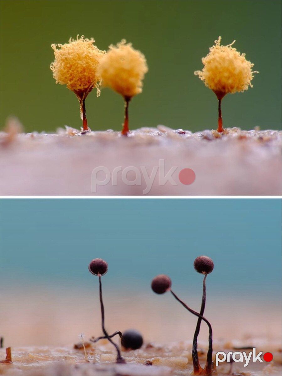 Macro fotolar üçün fon — Foto və video texnikası, Bakı (4)