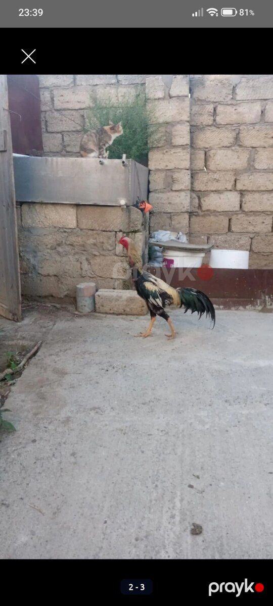 Heyratı — Quşlar, Bakı (2)