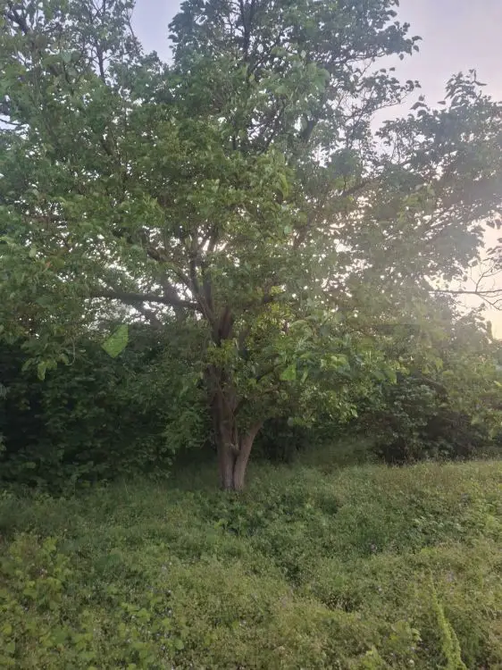 26 sot Torpaq Satılır, Xaçmaz — Torpaq, Xaçmaz (5)