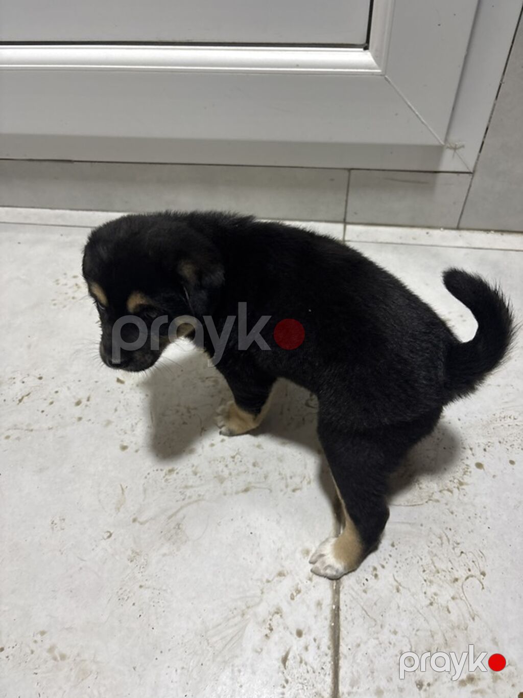 Labrador-retriver, Peyvəndli — Köpəklər, Gəncə (2)
