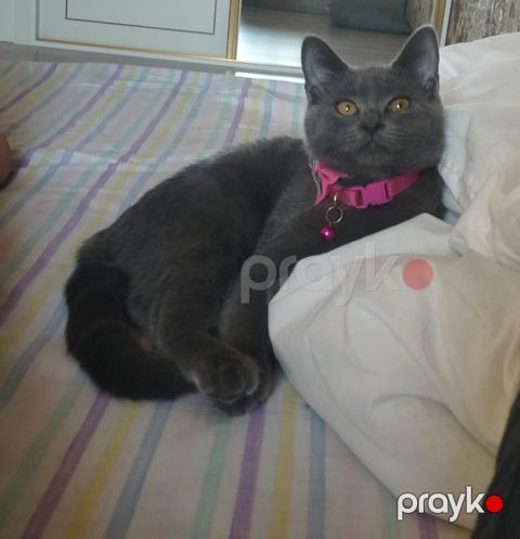 Britan pişik balası — Bakı