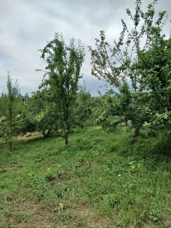 3 sot Torpaq Satılır, Qusar — Torpaq, Qusar (3)