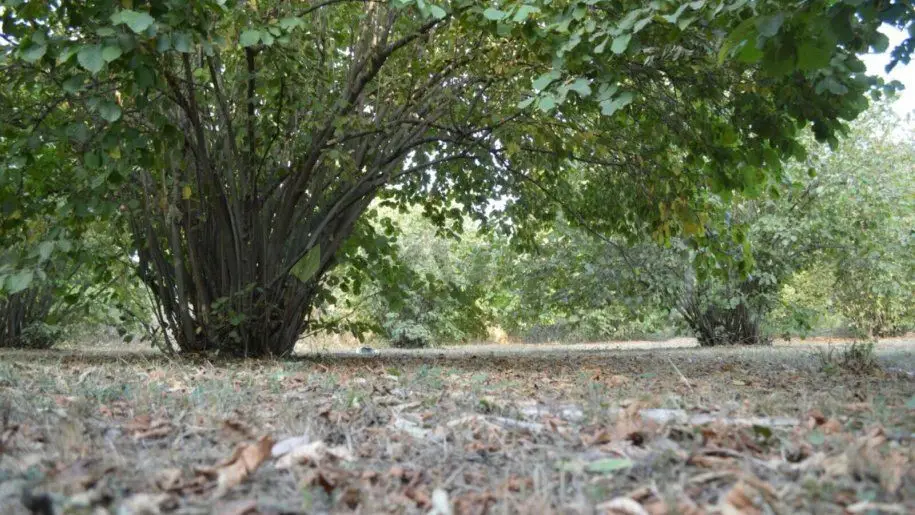 55 sot Torpaq Satılır, Oğuz — Torpaq, Oğuz (7)