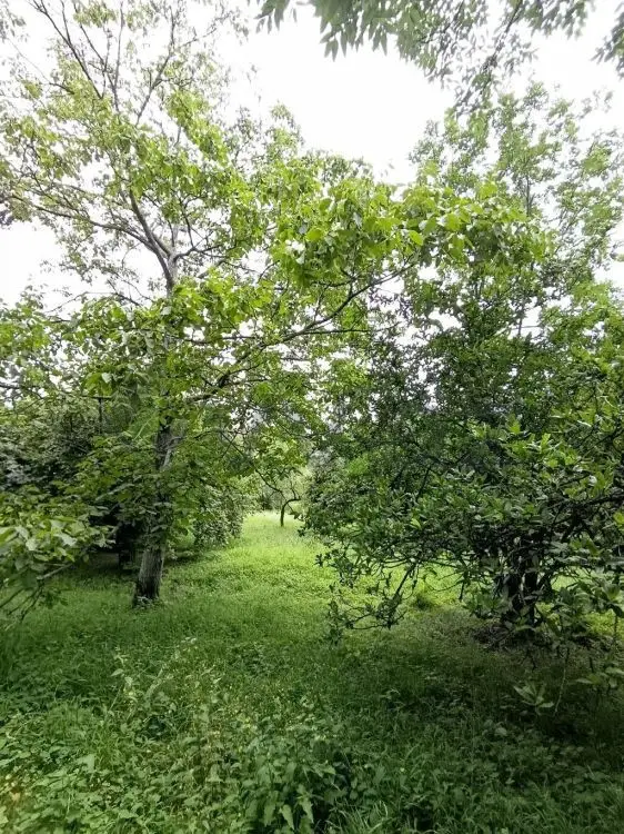 4 otaqlı Həyət evi Satılır, Şəki — Ev, villa, Şəki (10)