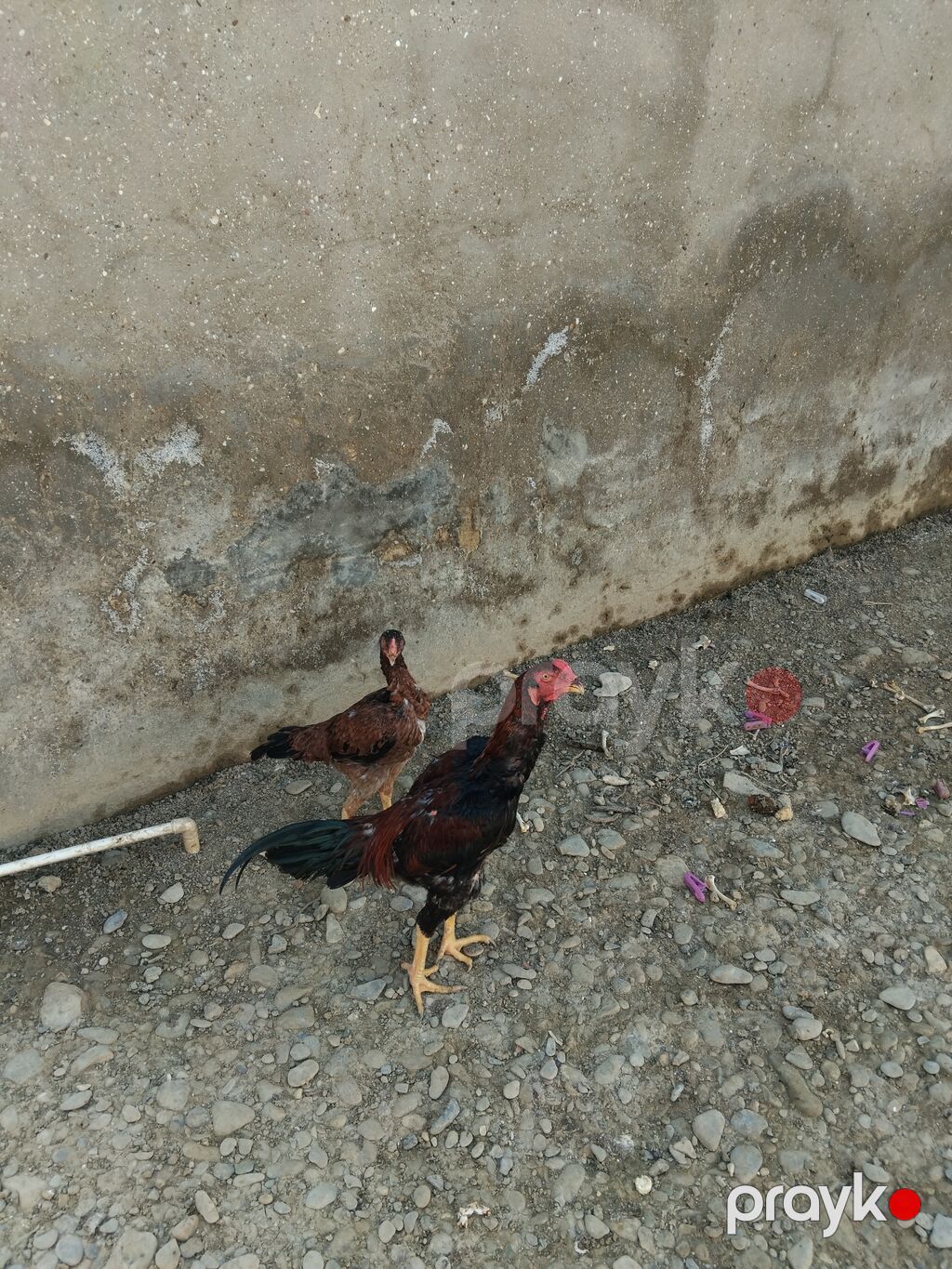 Toyuq cücələri, Damazlıq — Toyuq və xoruz, Ceyranbatan (2)