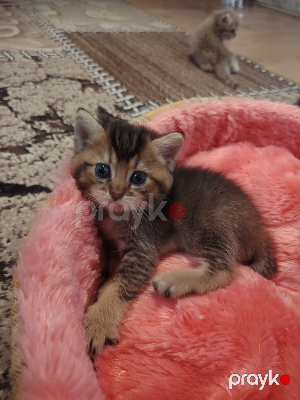 Qızıl şinşilla, Erkək, Yaxşı əllərə, Ünvandan götürmə — Pişiklər, Digah (3)