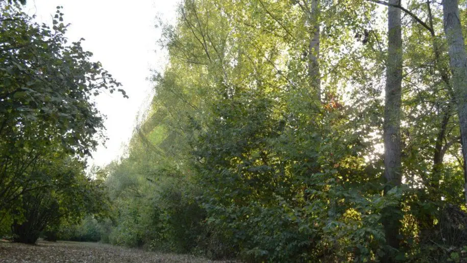 55 sot Torpaq Satılır, Oğuz — Torpaq, Oğuz (6)