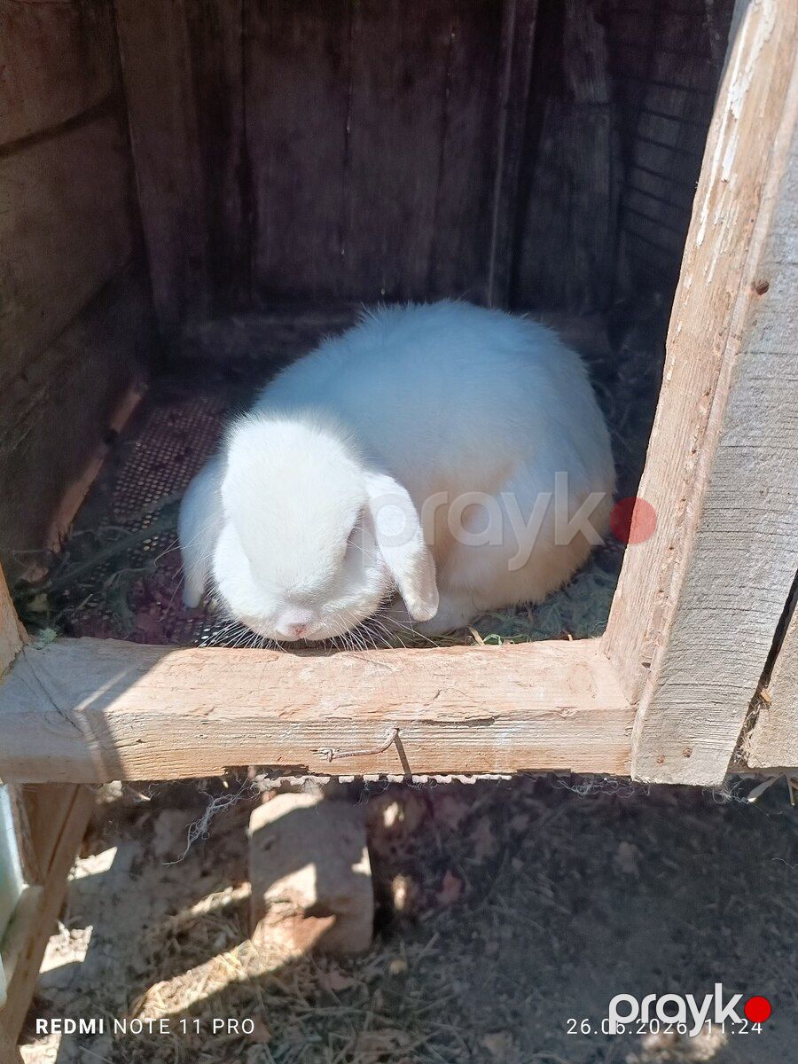 Dovşanlar — Dovşanlar, Sumqayıt (4)