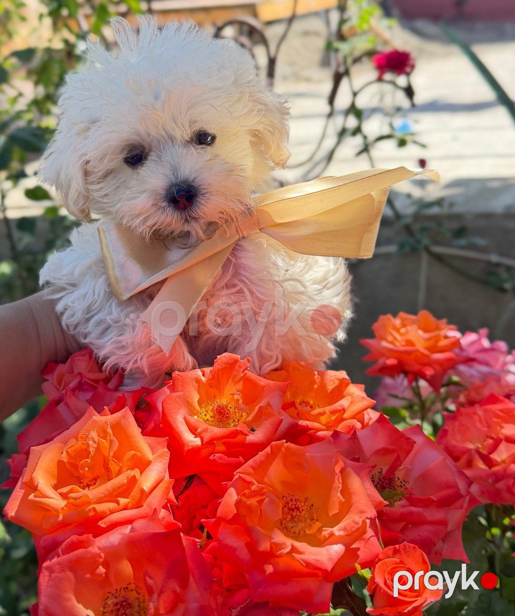 Maltipoo pudel — Köpəklər, Bakı (5)