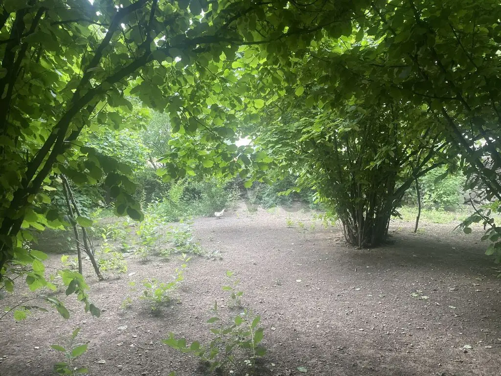 6 sot Torpaq Satılır, Oğuz — Oğuz