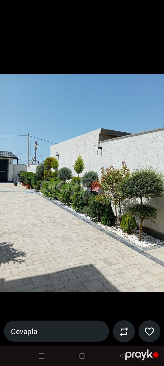 Ağaclar və tinglər — Bitkilər, Bakı (10)