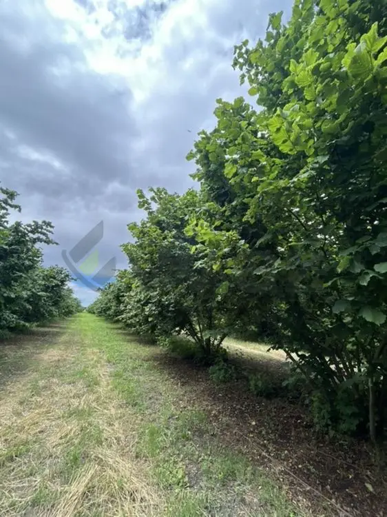 95 sot Torpaq Satılır, Zaqatala — Torpaq, Zaqatala (7)