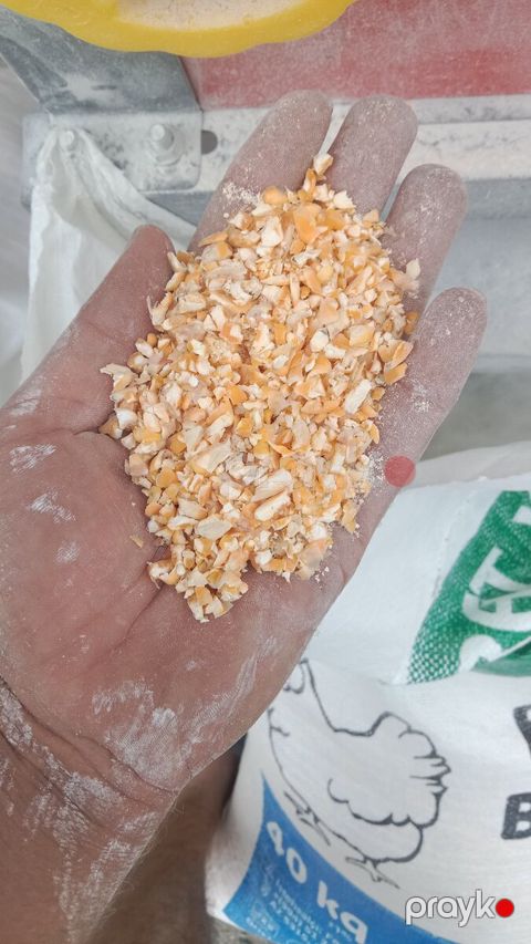 Qarğıdalı qırması — Gəncə