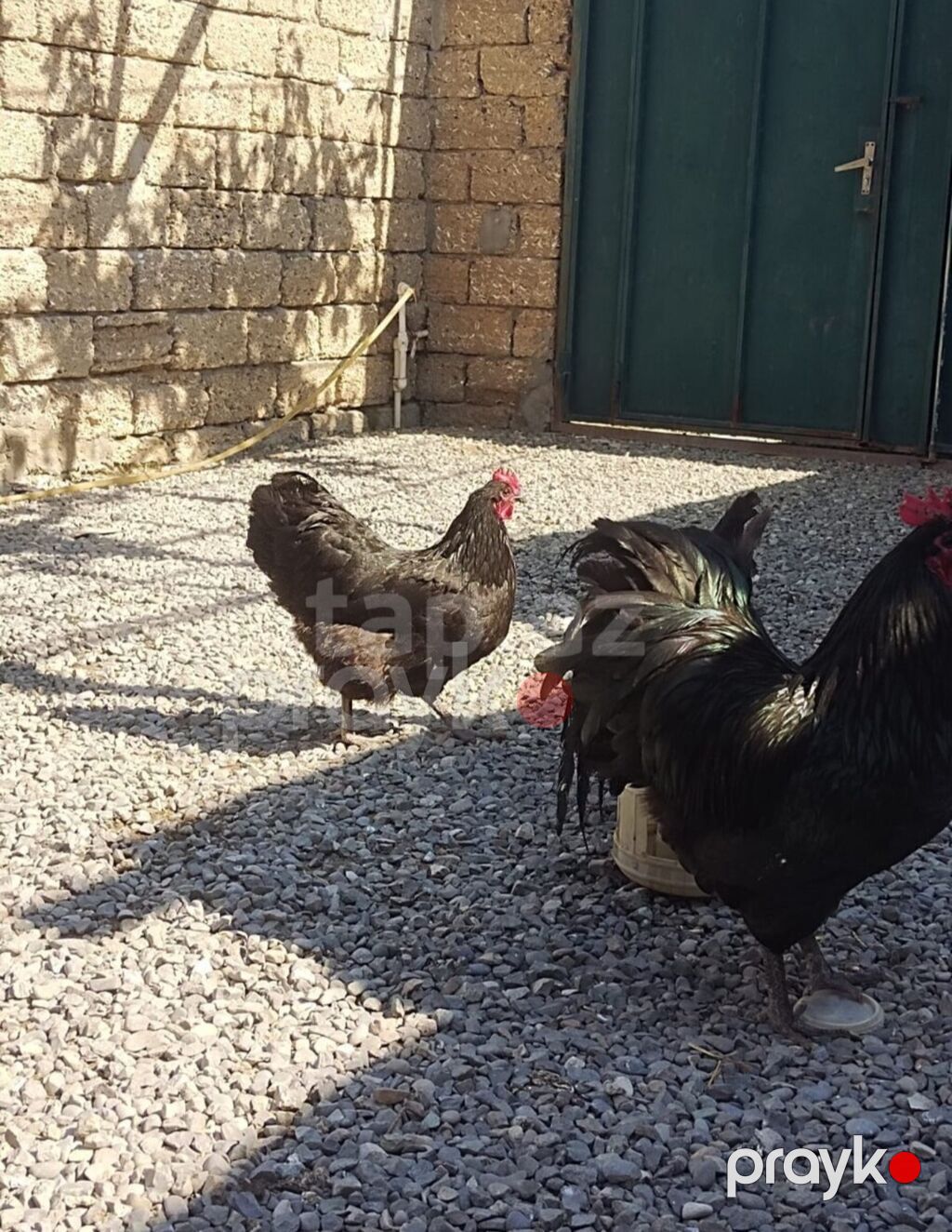 Toyuq, Australorp, Damazlıq — Toyuq və xoruz, Digah (4)