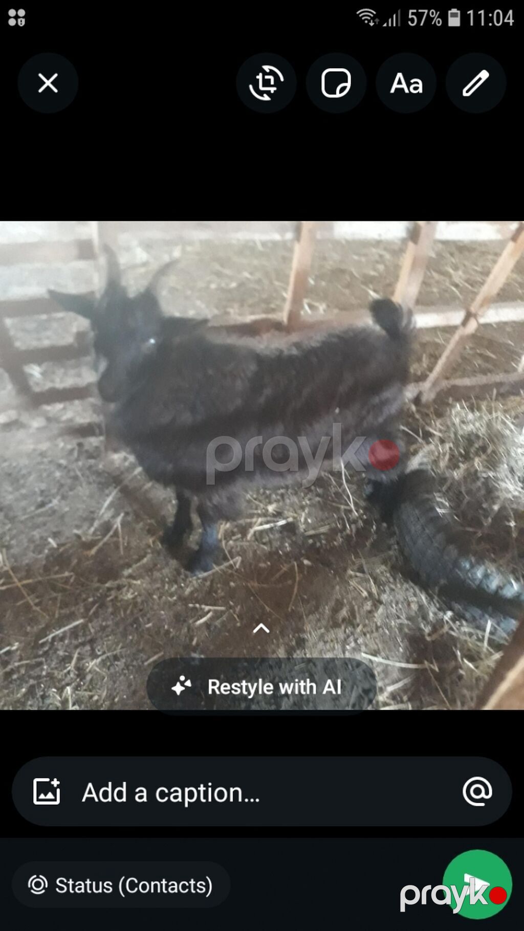 Qara rəngli keçi - Növ: Yerli keçi (şəkildə göründüyü kimidir) — Kənd təsərrüfatı heyvanları, Sumqayıt (2)