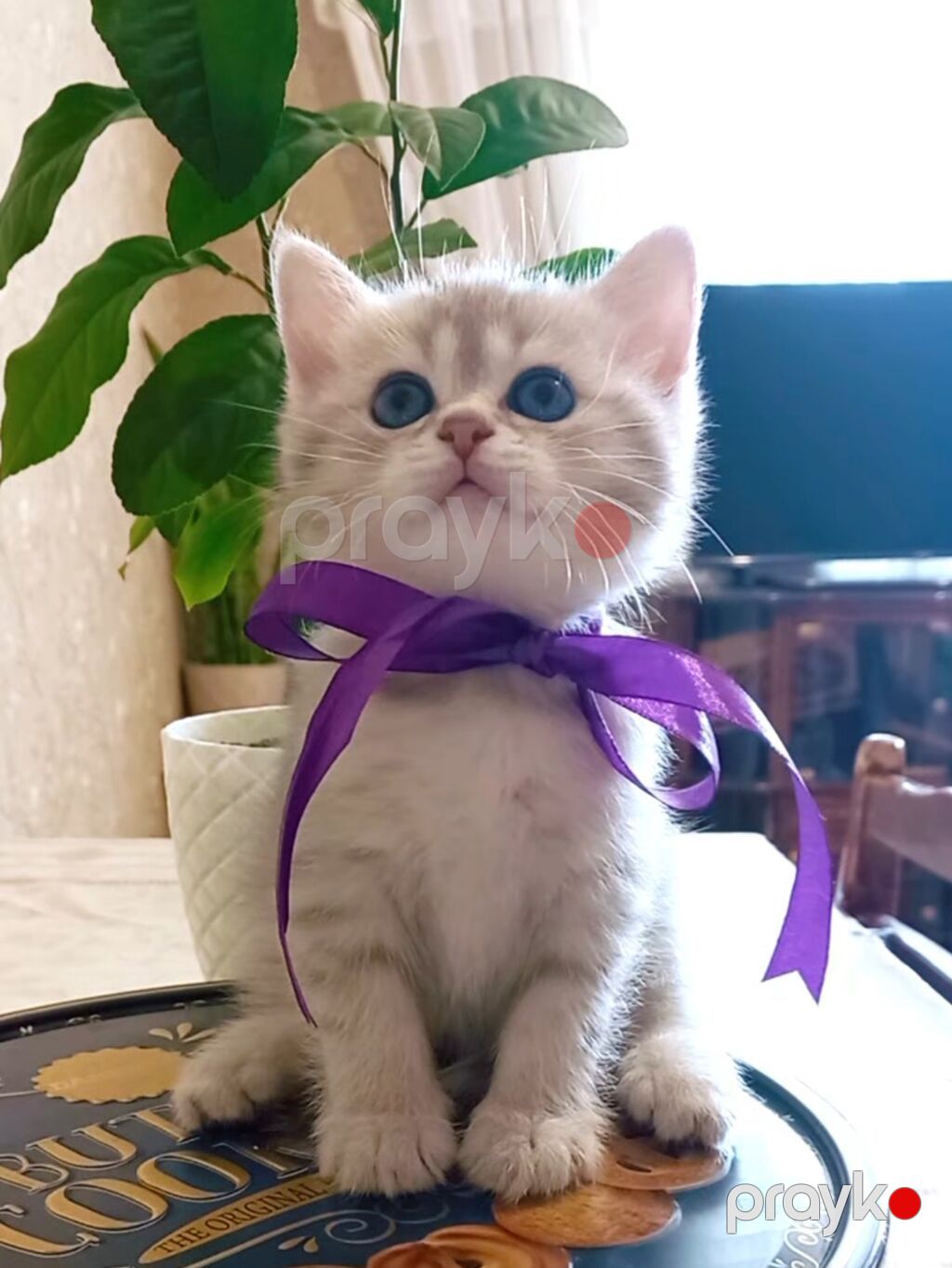 Tabbi, Dişi, Yaxşı əllərə, Ünvandan götürmə — Pişiklər, Bakı (3)