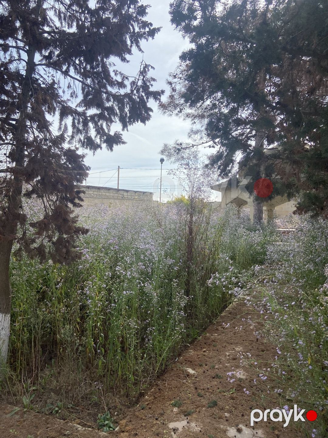 Satılır torpaq 9 sot — Torpaq, Bakı (3)