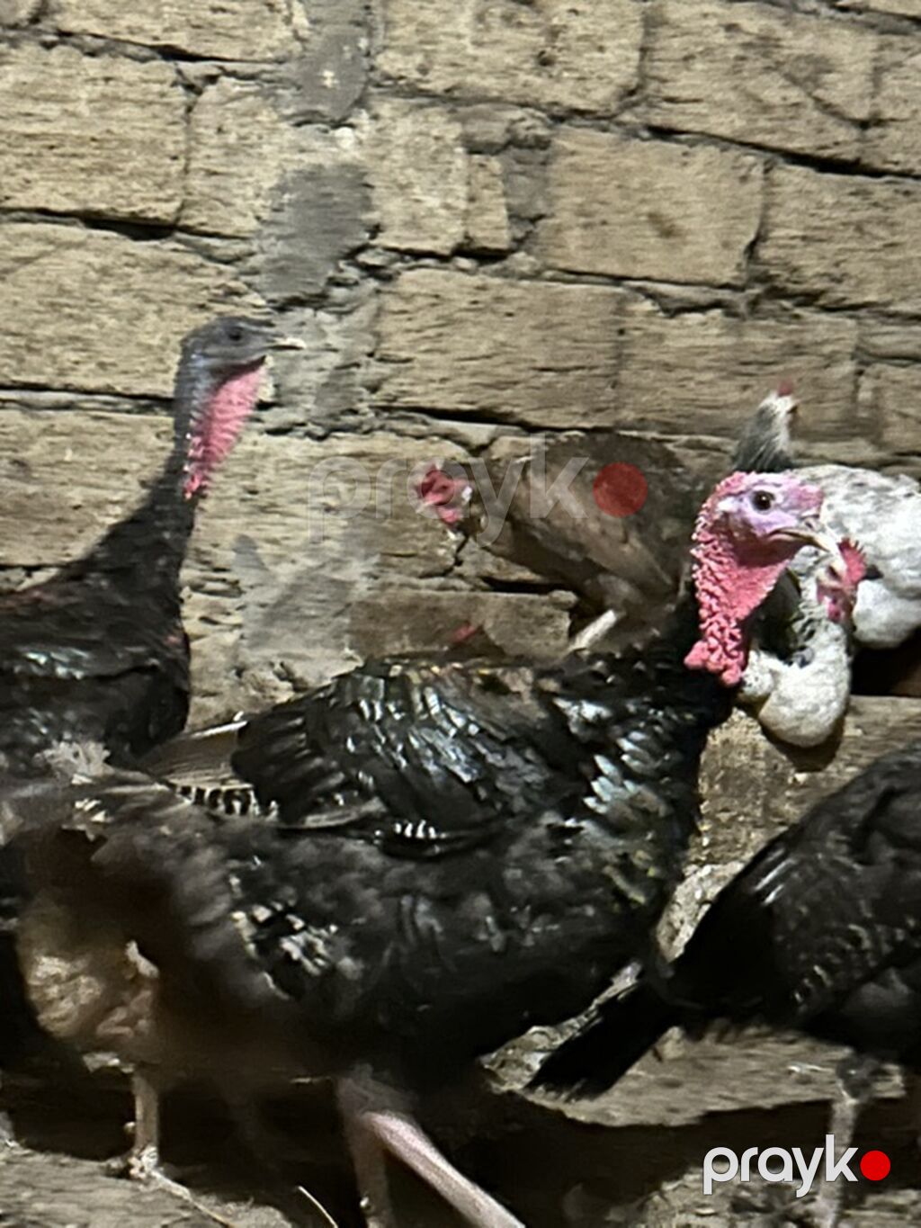 Erkək, Ətlik — Digərləri, Xırdalan (2)