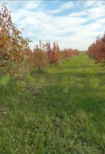 200 sot Torpaq Satılır, Xaçmaz — Torpaq, Xaçmaz (4)