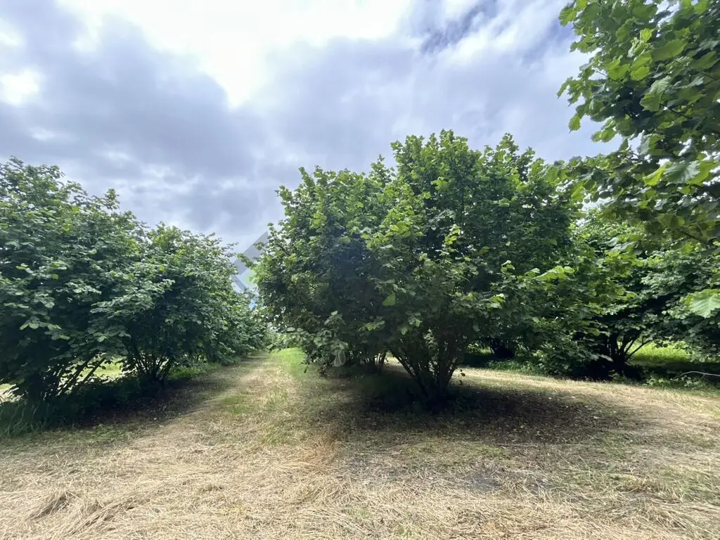 95 sot Torpaq Satılır, Zaqatala — Torpaq, Zaqatala (8)