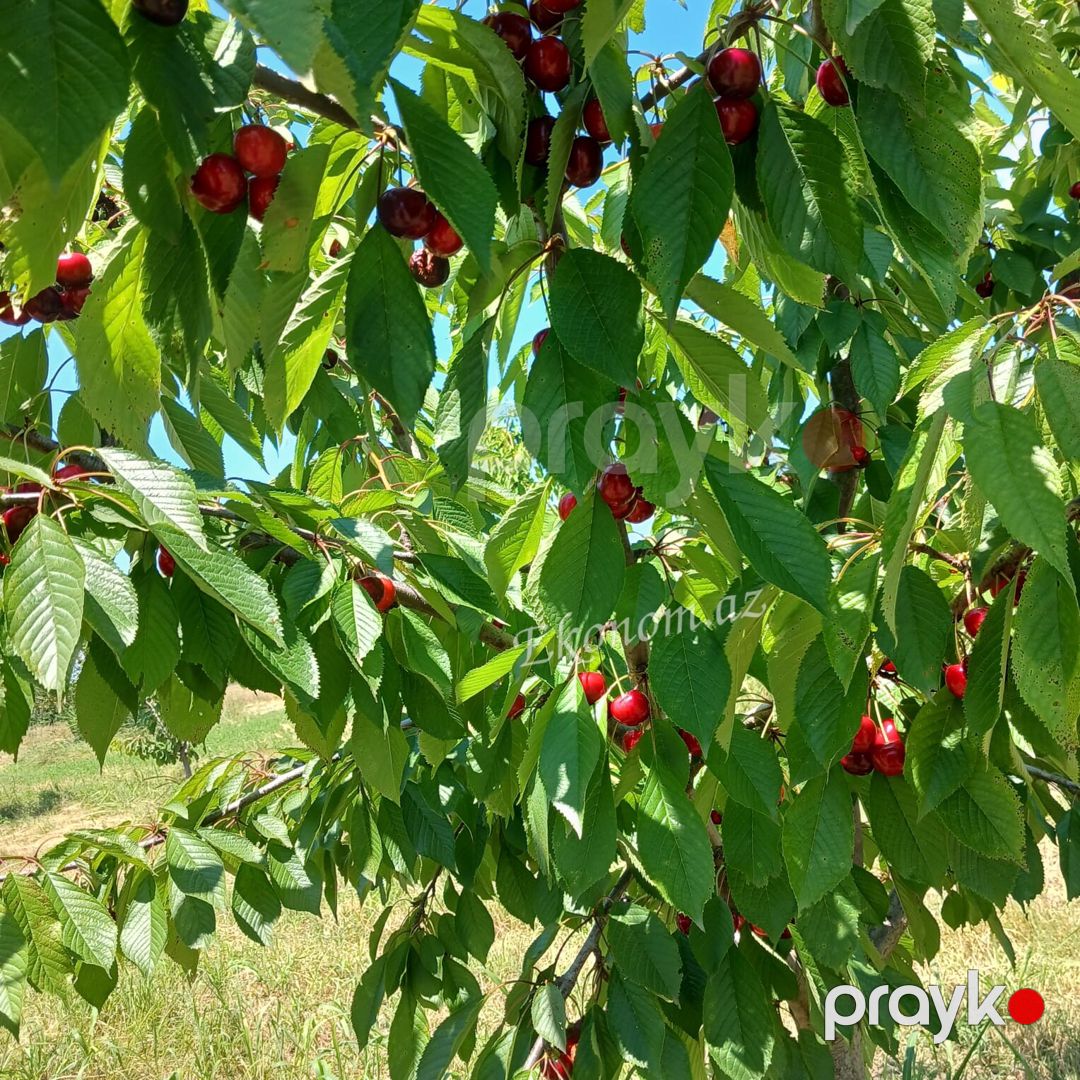 Quba rayonunda 2 hektar 13 sot bag satılır — Torpaq, Quba (10)