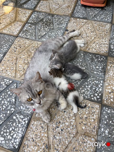 şinşilla cinsi pişiklər — Bakı