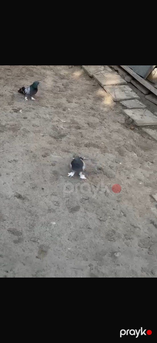Göyərçinlər — Quşlar, Bakı (3)