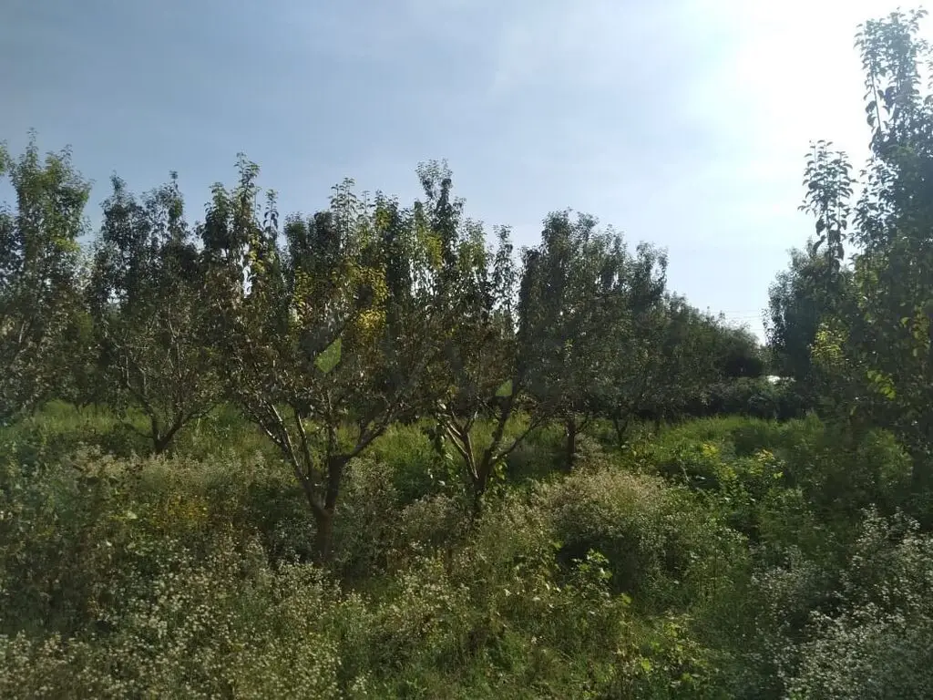95 sot Torpaq Satılır, Göyçay — Torpaq, Göyçay (9)