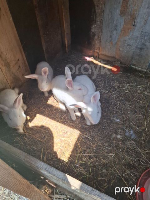 3 dişi 1 erkək Tam sağlam heyvanlardır. Qiymət 1 ədədinə addir 4 — Bakı