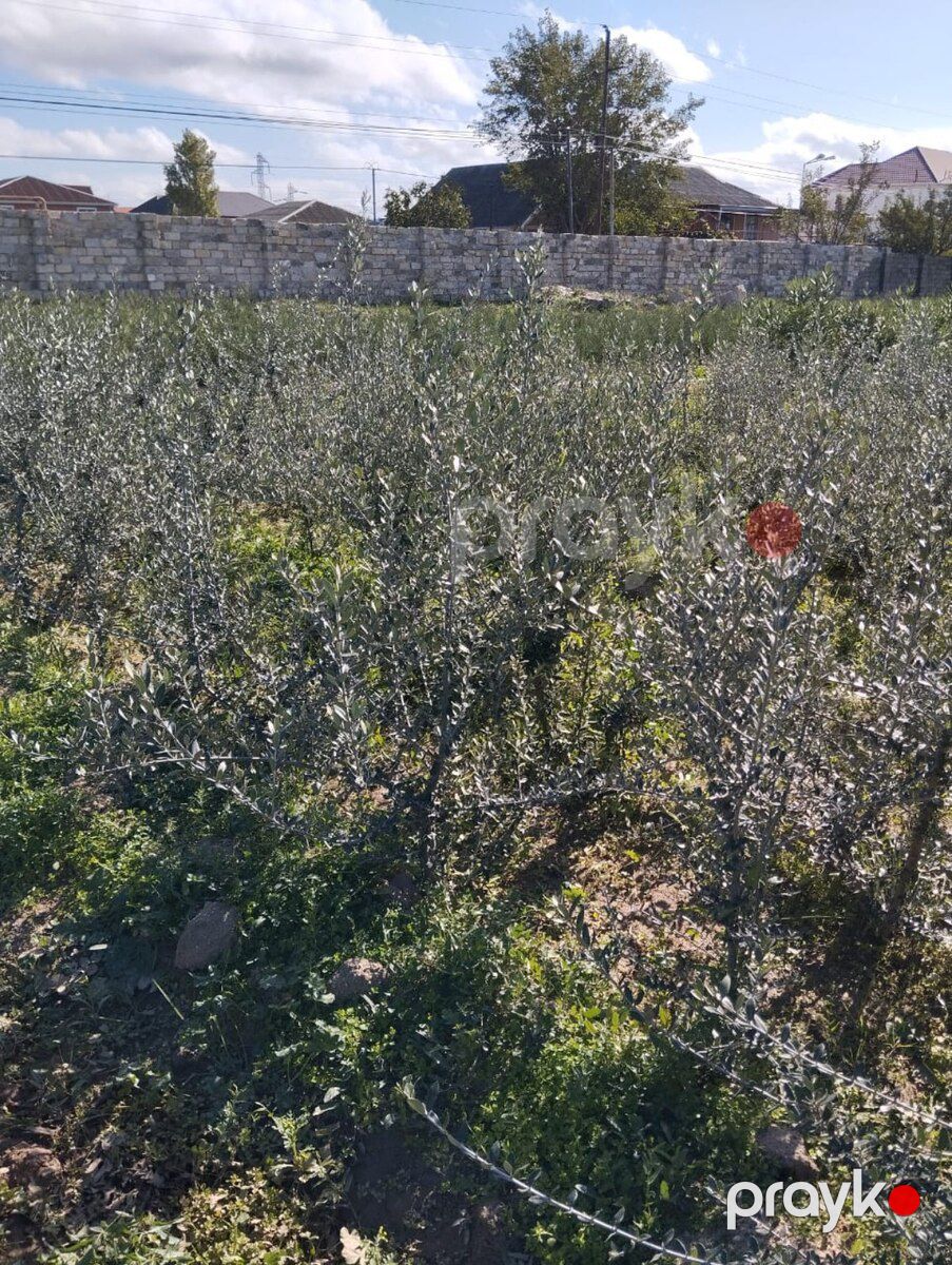 Ağaclar və tinglər — Bitkilər, Bakı (6)
