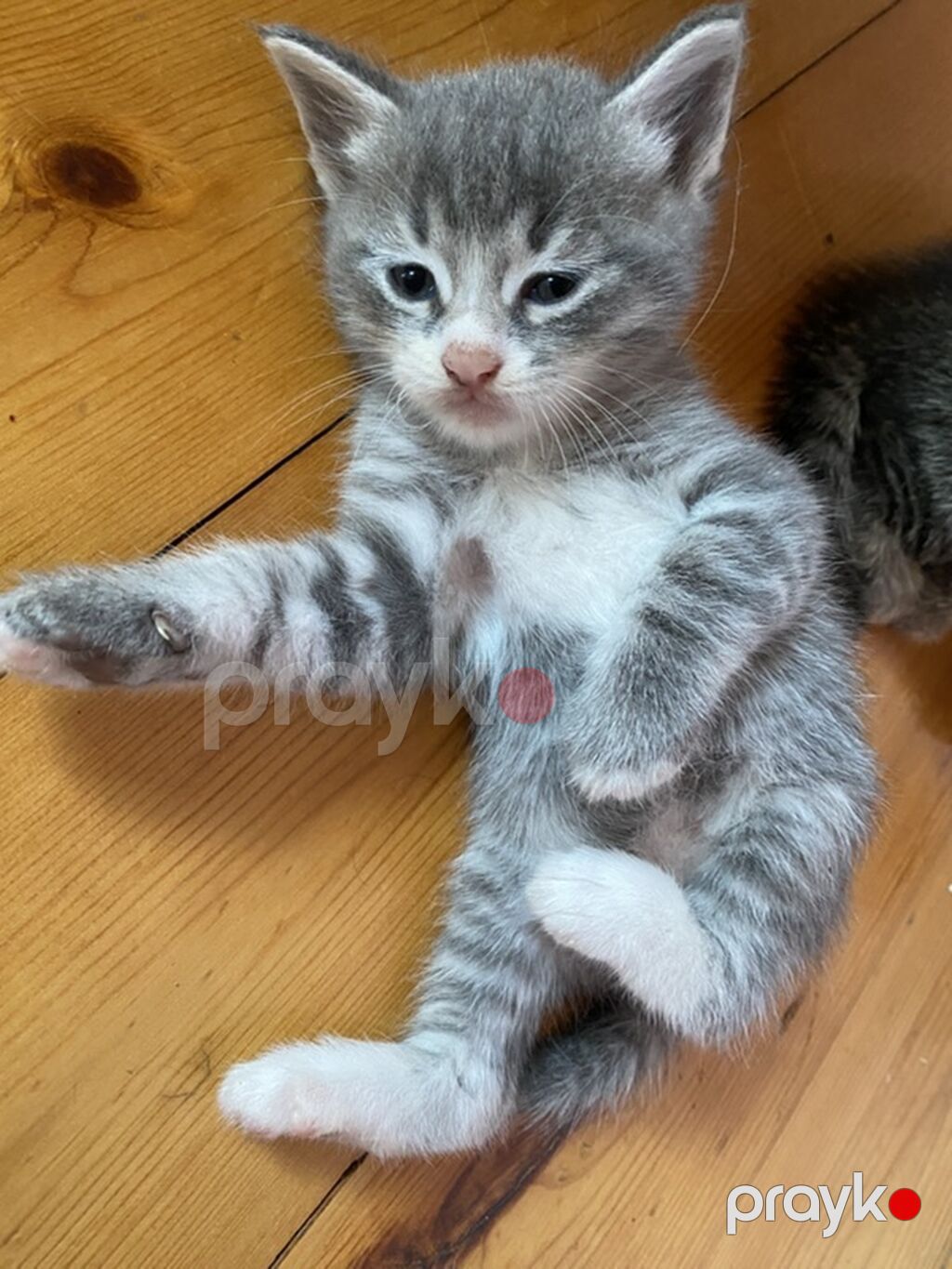 Tabbi, Yaxşı əllərə — Pişiklər, Digah (4)