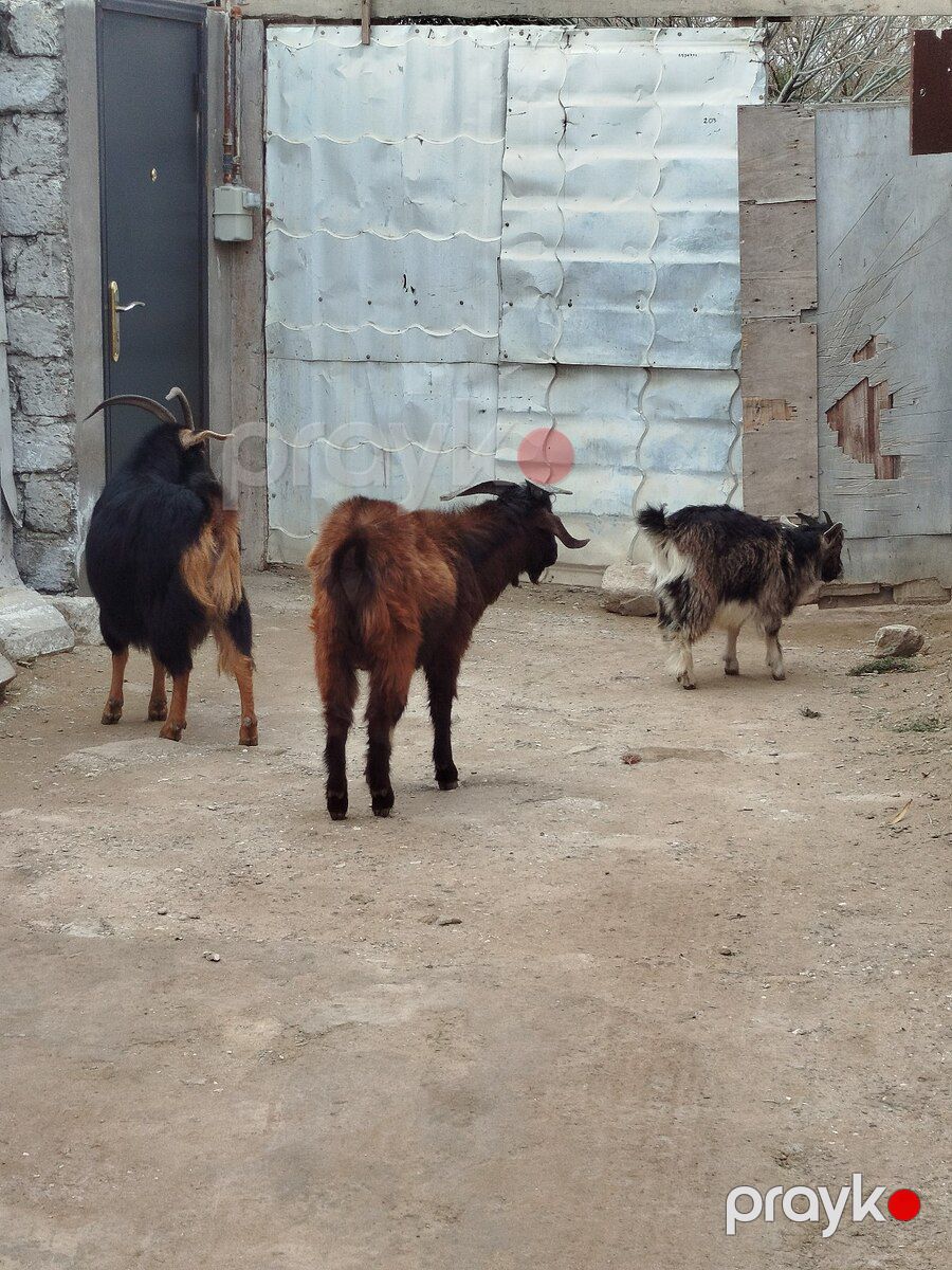 Quzu və çəpiş — Kənd təsərrüfatı heyvanları, Bakı (2)