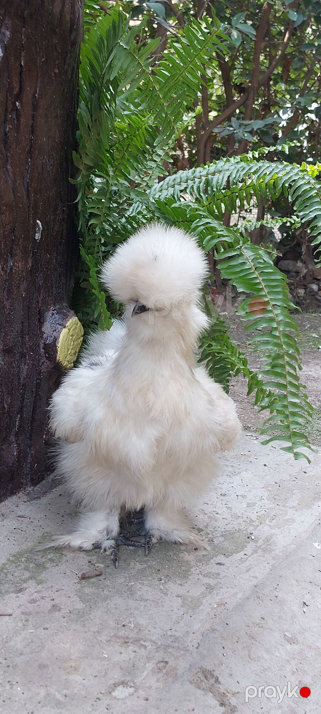 Toyuq, Damazlıq — Toyuq və xoruz, Sabirabad (5)