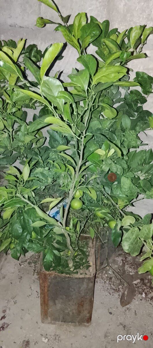 Limon ağacı — Bitkilər, Bakı (2)