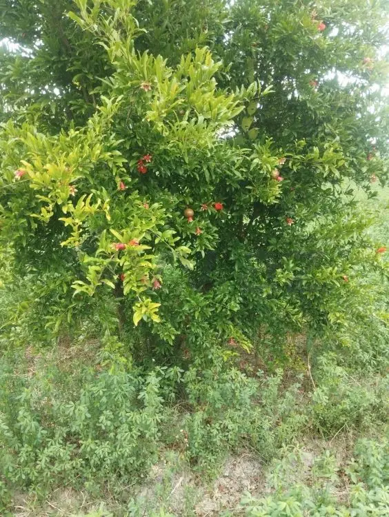 157 sot Torpaq Satılır, Xaçmaz — Torpaq, Xaçmaz (6)