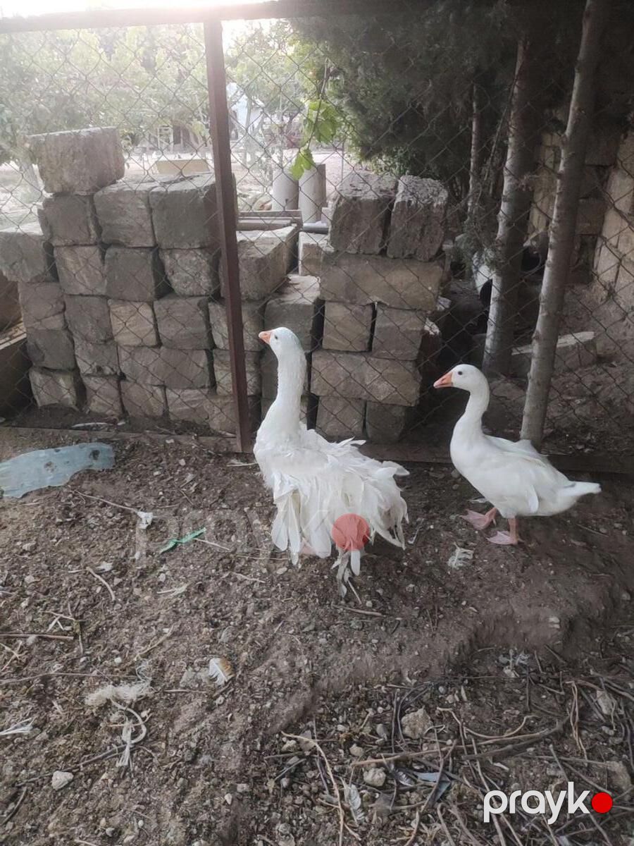 Qazlar — Quşlar, Bakı (7)
