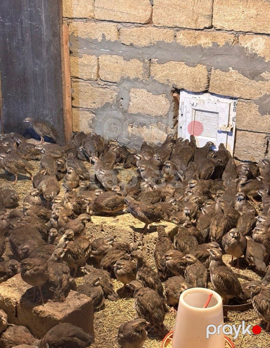 Kəkliklər — Quşlar, Bakı (3)