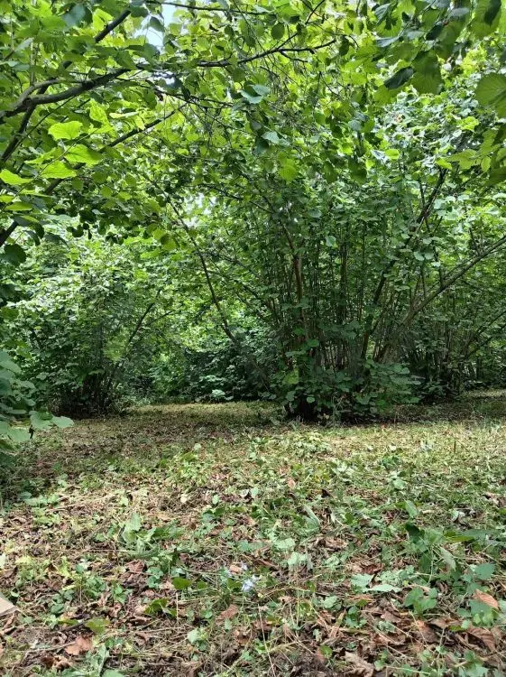 35 sot Torpaq Satılır, Oğuz — Torpaq, Oğuz (4)
