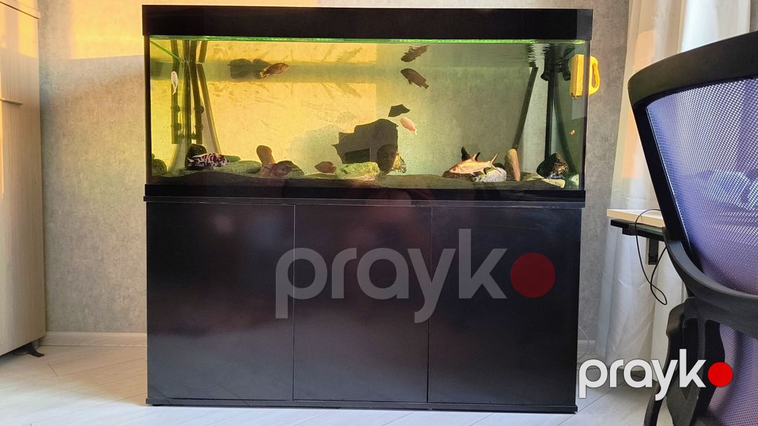 Akvarium — Akvariumlar və balıqlar, Bakı (3)