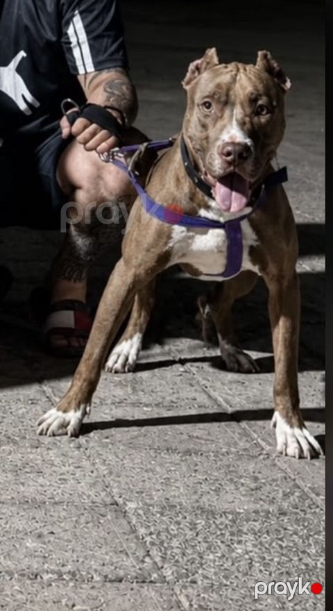 Pitbul, Erkək — Xırdalan